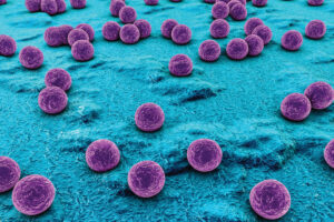 staph infection probiotic